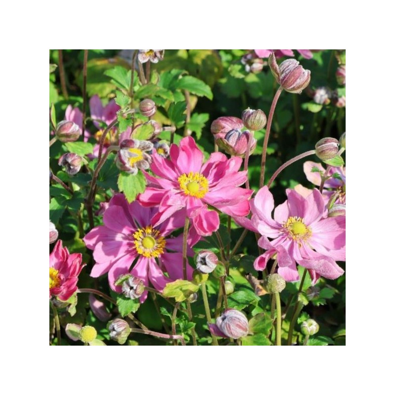 Anemone hupehensis FANTASY BELLE 'Ifanfb'