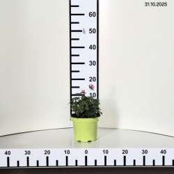 Anemone hupehensis FANTASY BELLE 'Ifanfb'