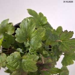 Anemone hupehensis FANTASY BELLE 'Ifanfb'