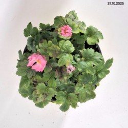 Anemone hupehensis FANTASY BELLE 'Ifanfb'