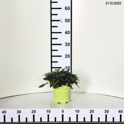 Betonica officinalis 'Summer Grapes'