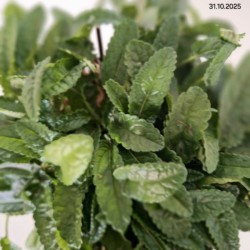 Betonica officinalis 'Summer Grapes'