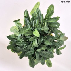 Betonica officinalis 'Summer Grapes'