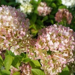 Hydrangea p. PETITE CHERRY...