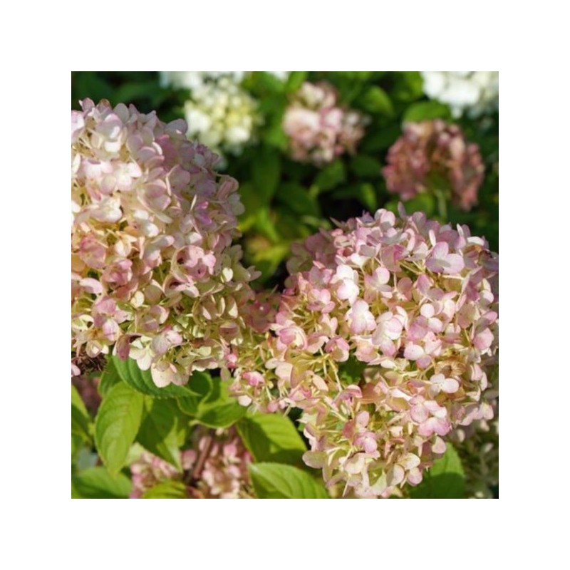 Hydrangea p. PETITE CHERRY 'Couharie'