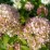 Hydrangea p. PETITE CHERRY 'Couharie'