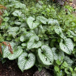 Brunnera macrophylla 'Sea...