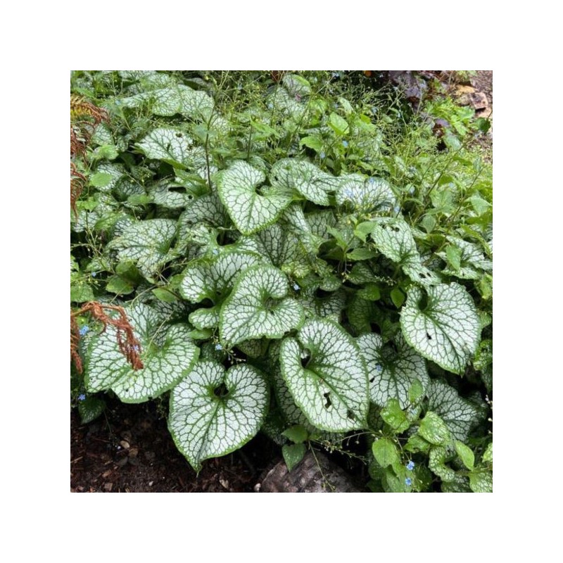 Brunnera macrophylla 'Sea Heart' PBR