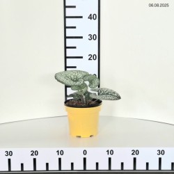 Brunnera macrophylla 'Sea Heart' PBR