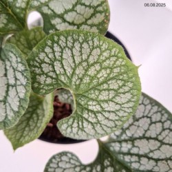 Brunnera macrophylla 'Sea Heart' PBR