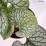 Brunnera macrophylla 'Sea Heart' PBR