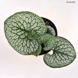 Brunnera macrophylla 'Sea Heart' PBR