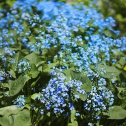 Brunnera macrophylla 'Sea Heart' PBR