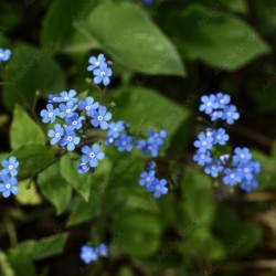 Brunnera macrophylla 'Sea Heart' PBR