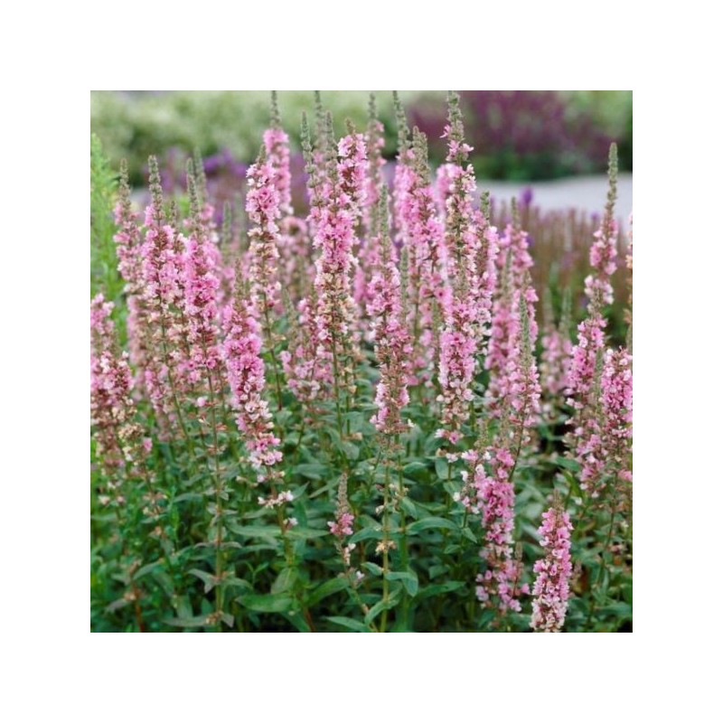 Lythrum salicaria 'Blush'