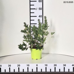 Lythrum salicaria 'Blush'