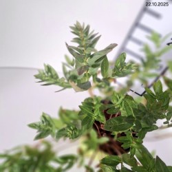 Lythrum salicaria 'Blush'