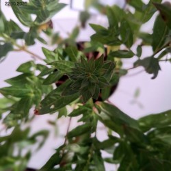 Lythrum salicaria 'Blush'