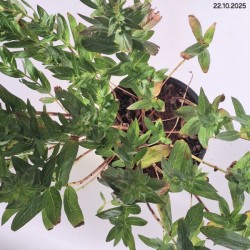 Lythrum salicaria 'Blush'