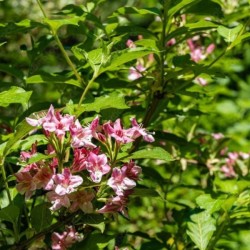 Weigela florida 'Marjorie'