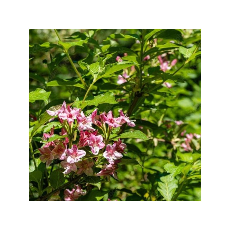 Weigela florida 'Marjorie'