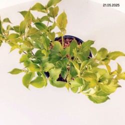 Weigela florida 'Marjorie'