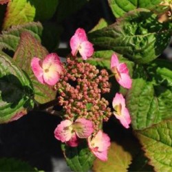 Hydrangea serrata 'Veerle' PBR