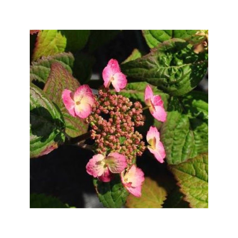 Hydrangea serrata 'Veerle' PBR