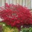 Euonymus alatus 'Compactus'