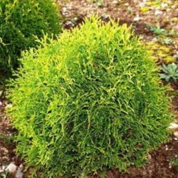 Thuja occidentalis...