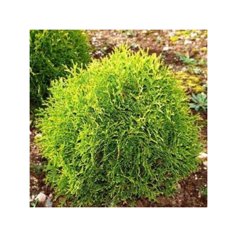 Thuja occidentalis 'Waterfield'