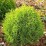 Thuja occidentalis 'Waterfield'