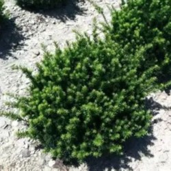 Taxus ×media 'Fairview'