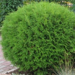 Thuja occidentalis 'Globosa'
