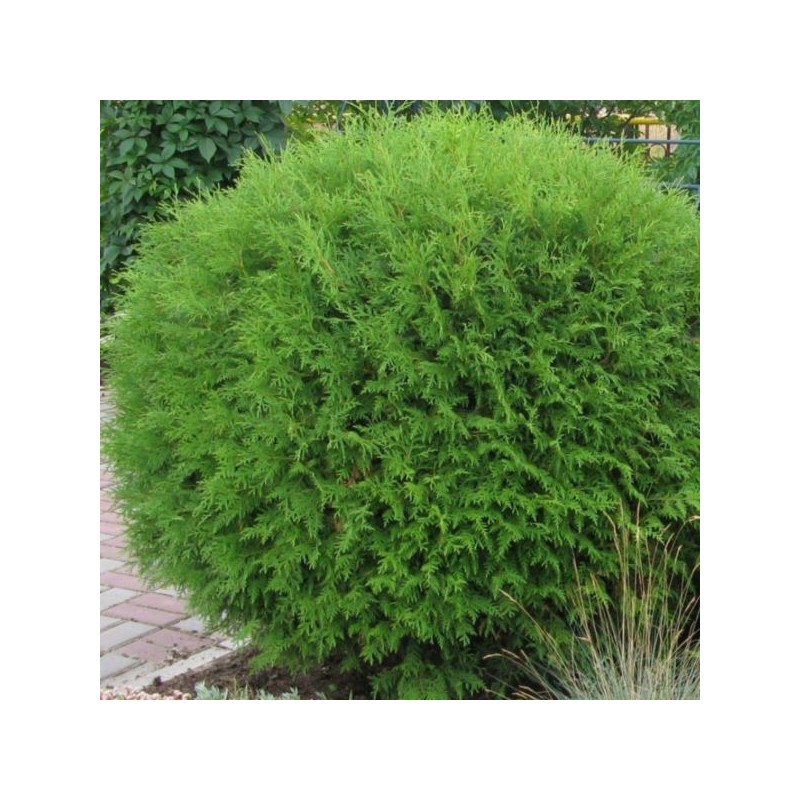 Thuja occidentalis 'Globosa'