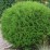 Thuja occidentalis 'Globosa'