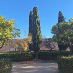 Taxus baccata 'Fastigiata...