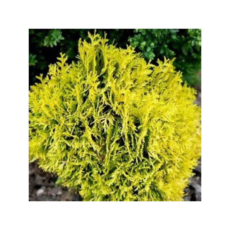 Thuja occidentalis 'Danica Aurea'