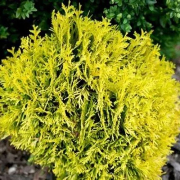 Thuja occidentalis 'Danica Aurea'