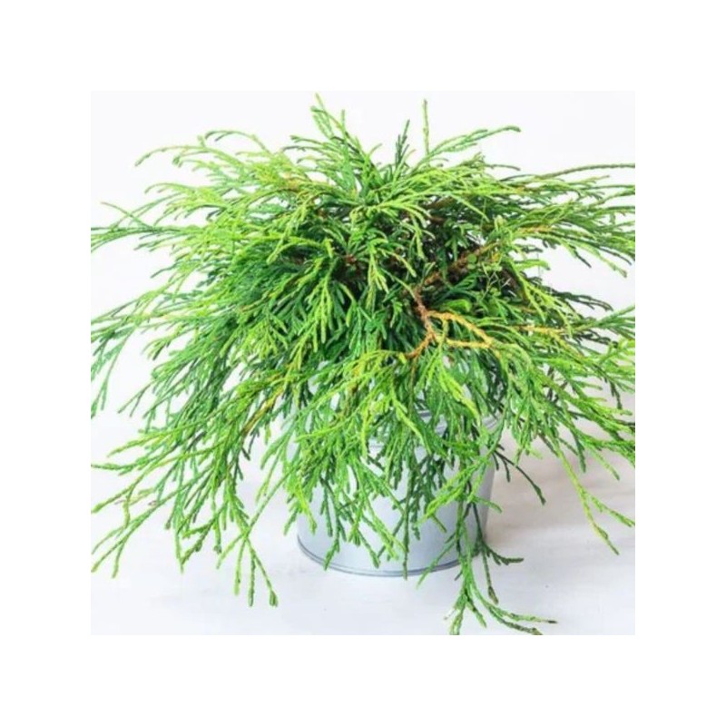 Thuja plicata 'Kager's Beauty'