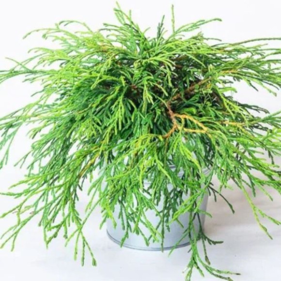Thuja plicata 'Kager's Beauty'