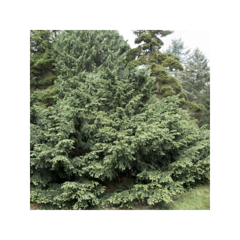 Taxus baccata 'Repandens'