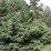 Taxus baccata 'Repandens'