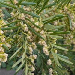 Taxus baccata 'Repandens'