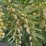 Taxus baccata 'Repandens'