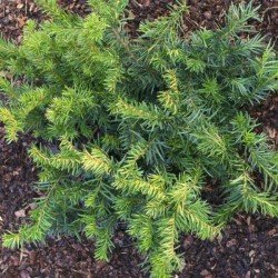 Taxus baccata 'Repandens'