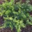 Taxus baccata 'Repandens'