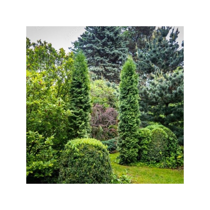 Thuja occidentalis 'Columna'