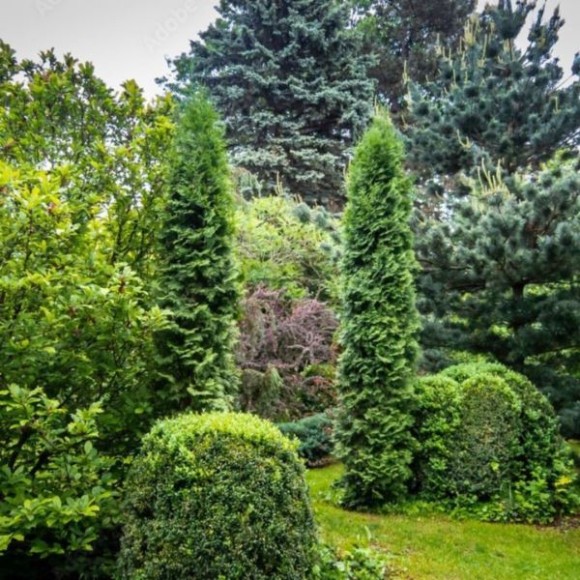 Thuja occidentalis 'Columna'