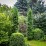 Thuja occidentalis 'Columna'